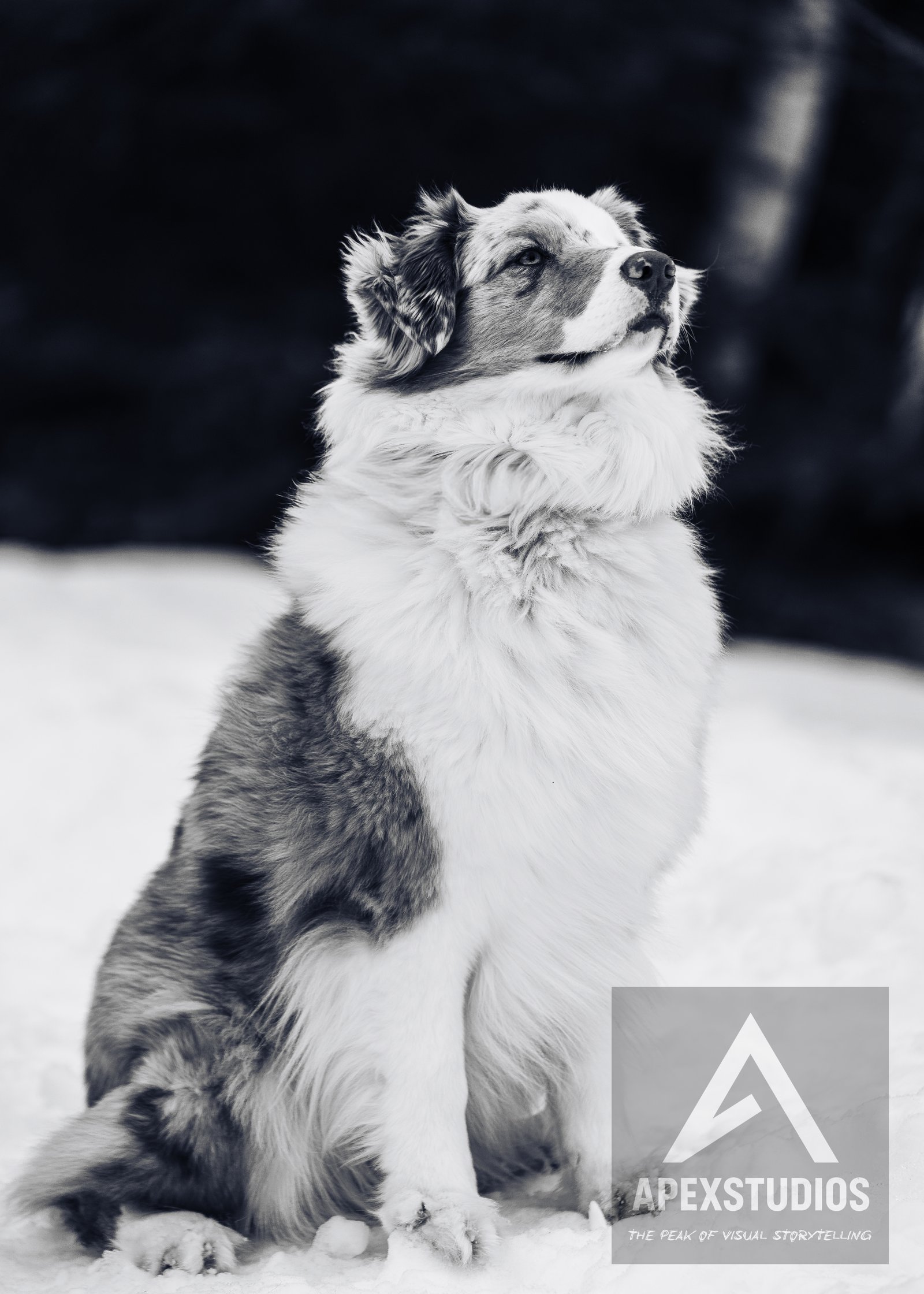 Pet photography session in Saint John New Brunswick by ApexStudios