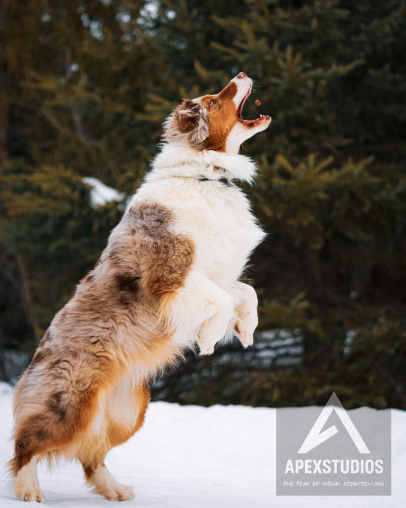 Pet photography session in Saint John New Brunswick by ApexStudios