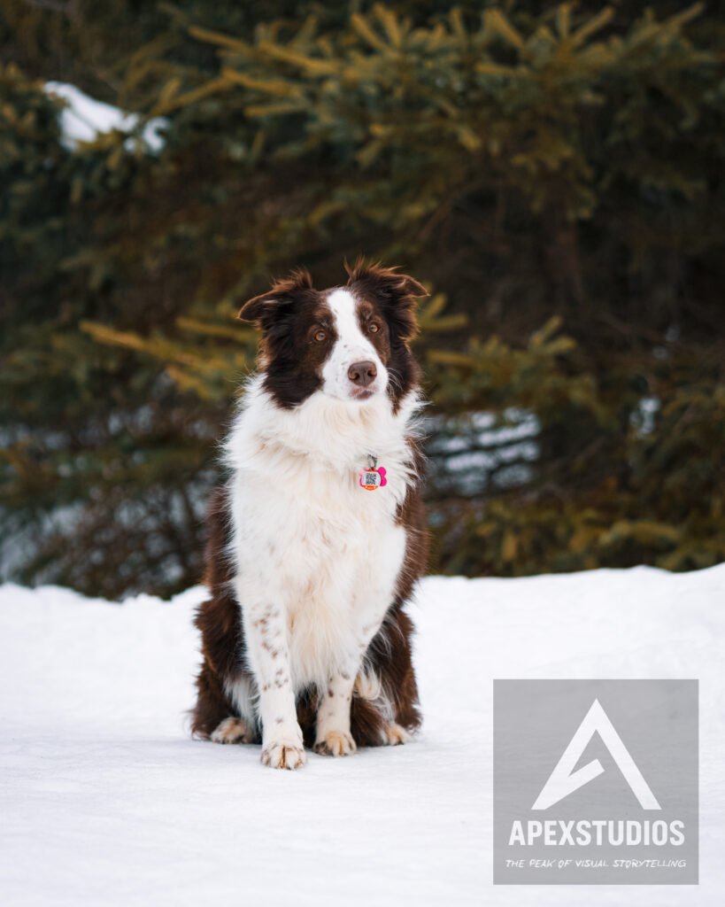 Pet photography session in Saint John New Brunswick by ApexStudios