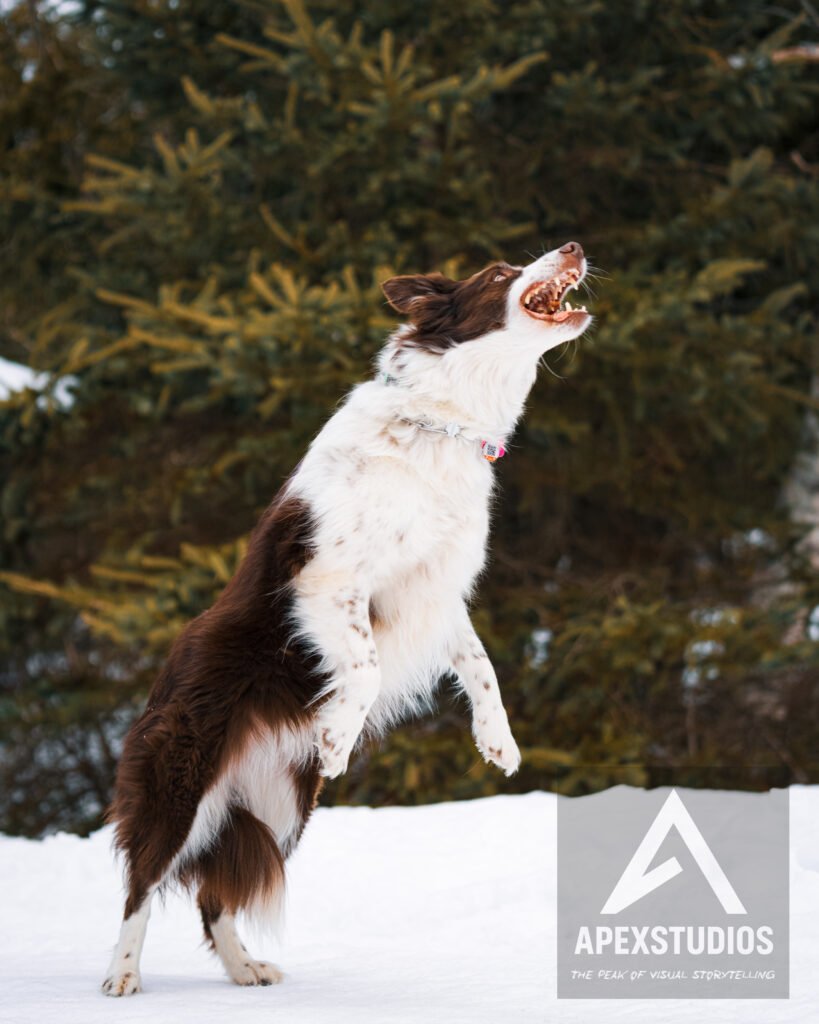 Pet photography session in Saint John New Brunswick by ApexStudios