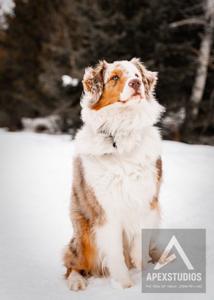 Saint John photography services outdoor portrait session by ApexStudios